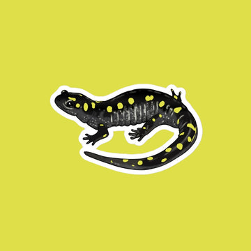 Yellow-Spotted Salamander Magnet