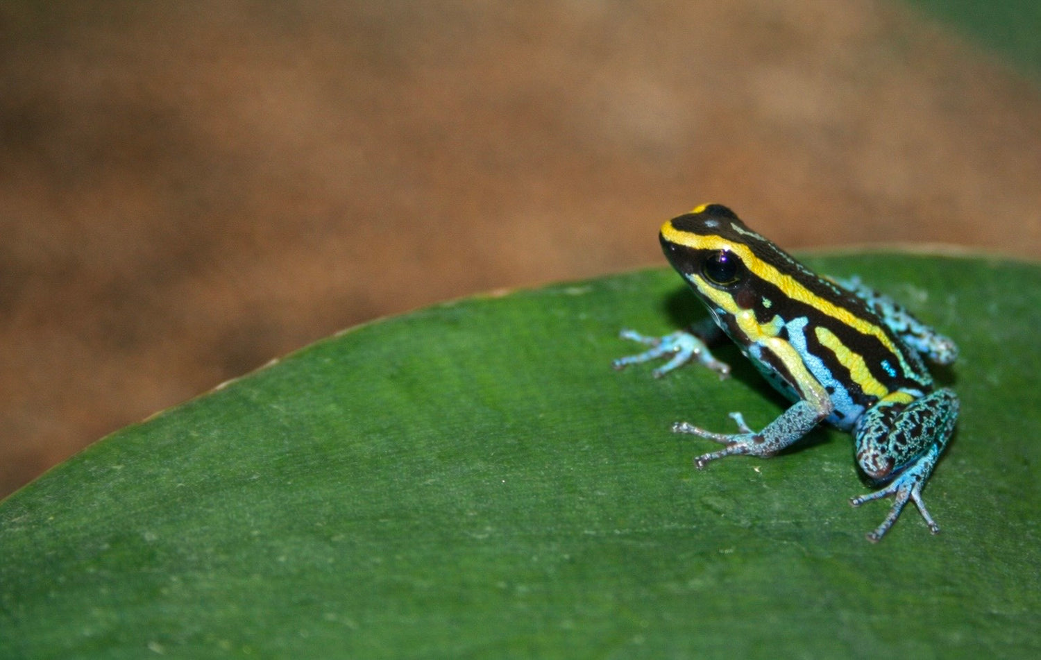 collection-banner-image