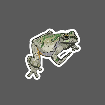 Gray Tree Frog Sticker