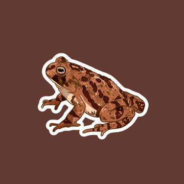 American Toad Magnet