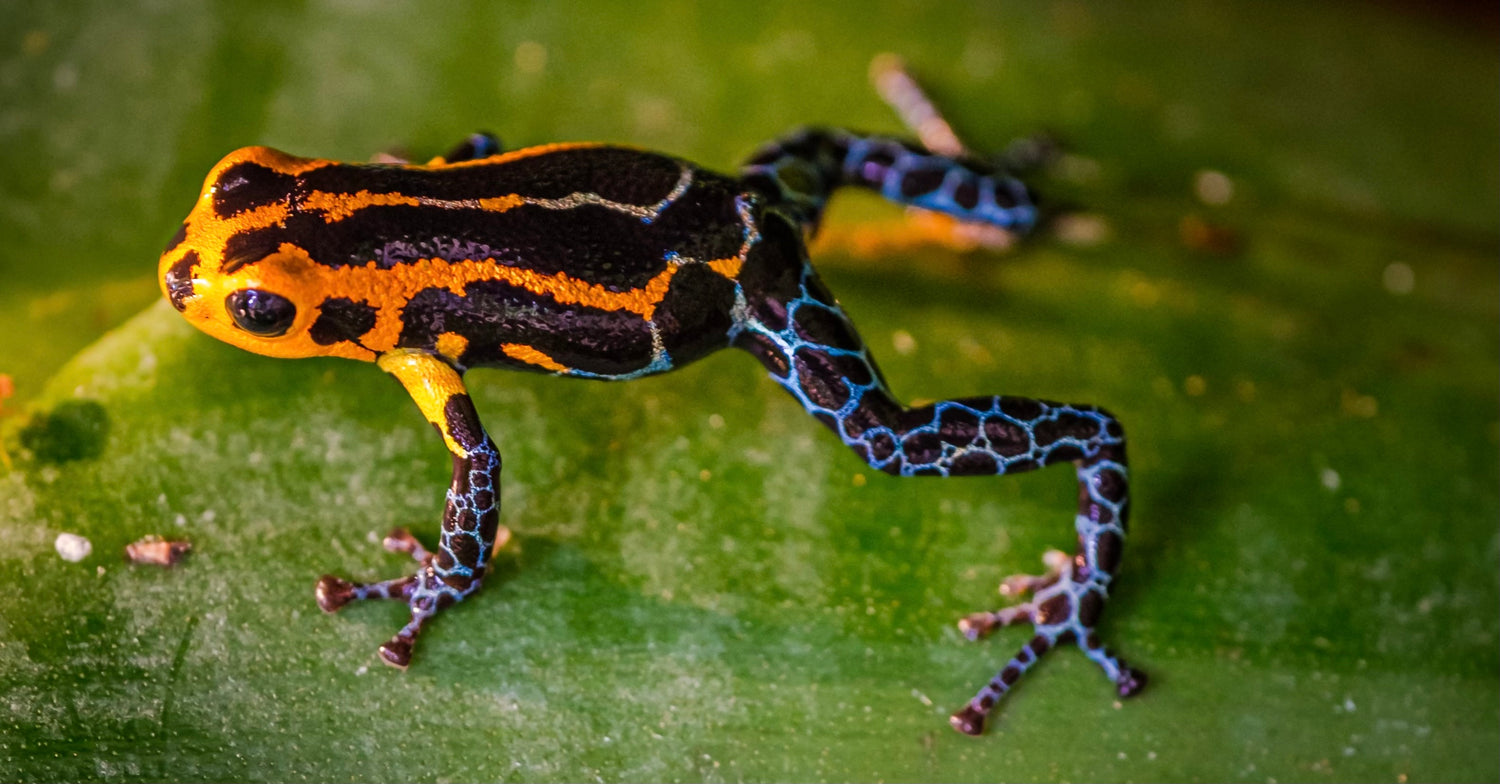 collection-banner-image