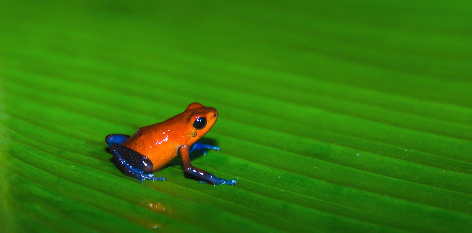 collection-banner-image