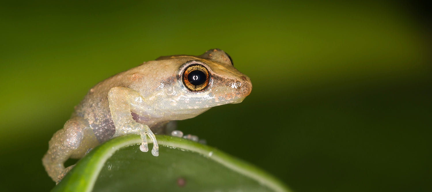 collection-banner-image