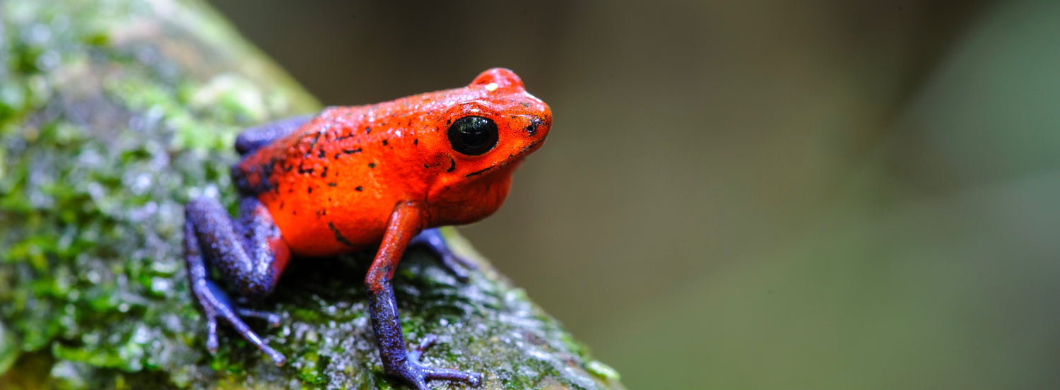 collection-banner-image