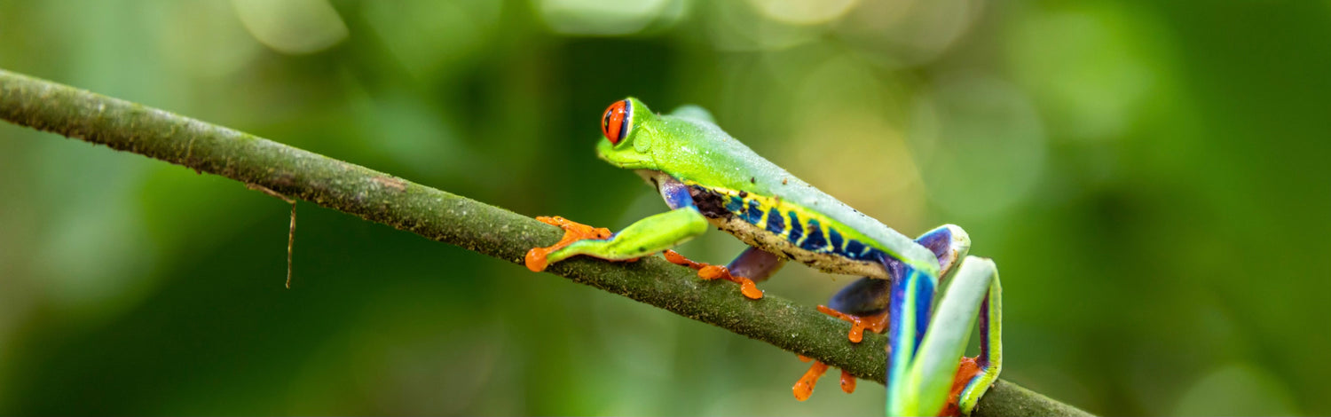 collection-banner-image