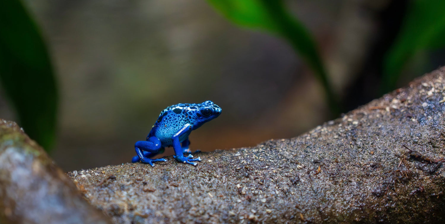 collection-banner-image