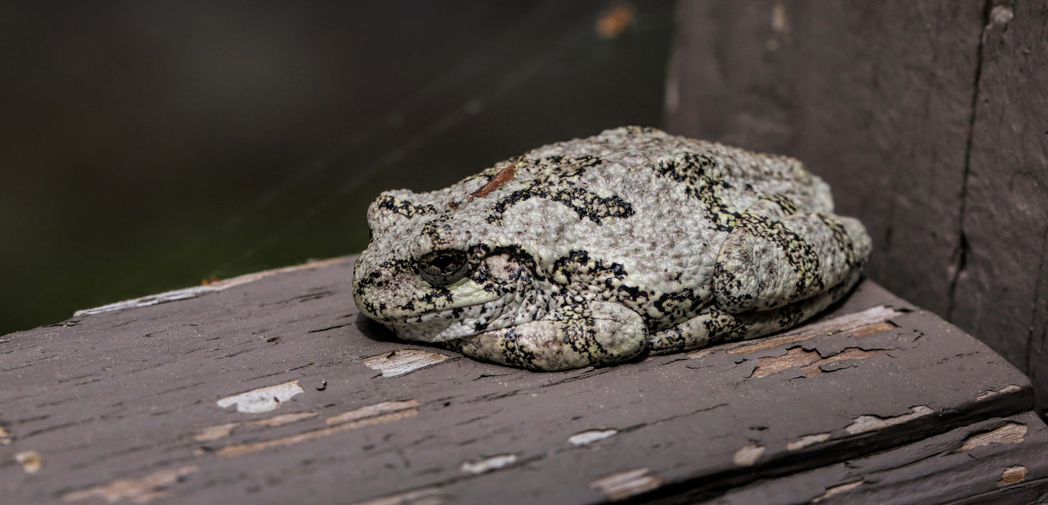 collection-banner-image