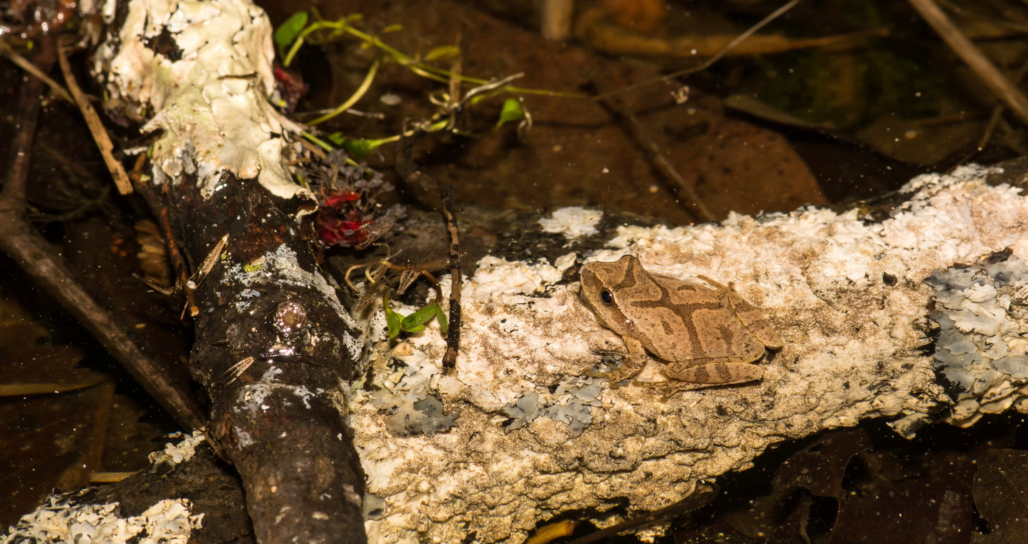 collection-banner-image