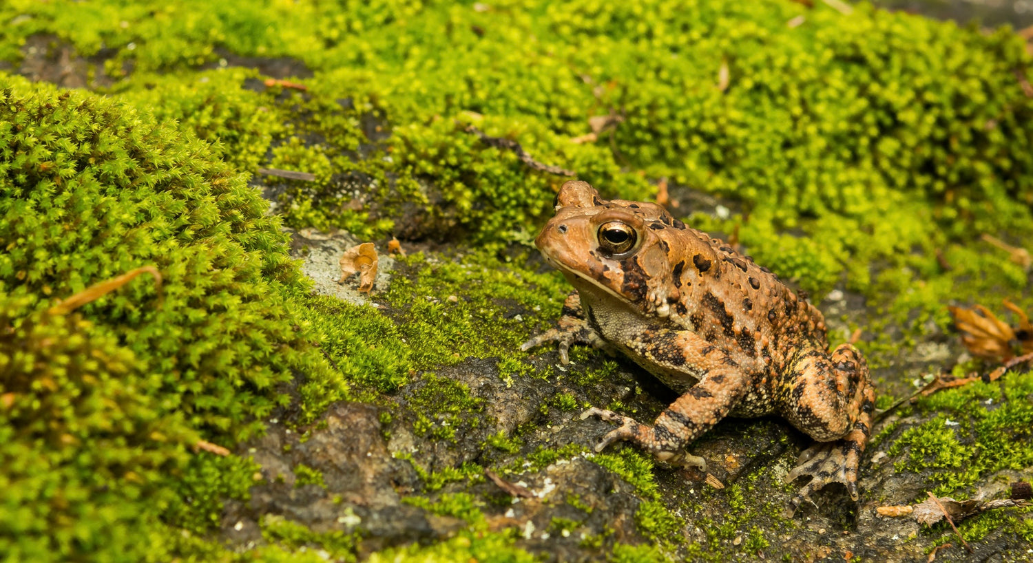 collection-banner-image